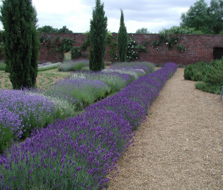 Lavendel als Beeteinfassung