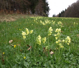 Primula eliator