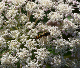 Daucus corota