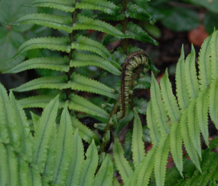Dryopteris atrata