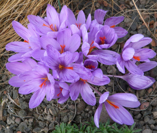 Crocus ligusticus ‘Millesimo’