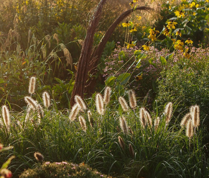 Pennisetum im Mutterpflanzengarten