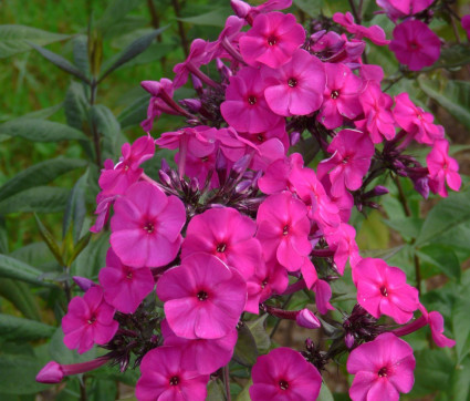  Phlox amplifolia 'Skootekitehi'