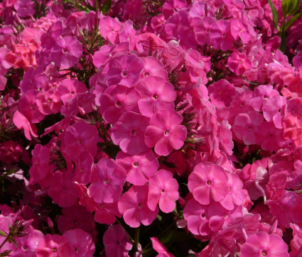 Phlox amplifolia 'Tecumseh'