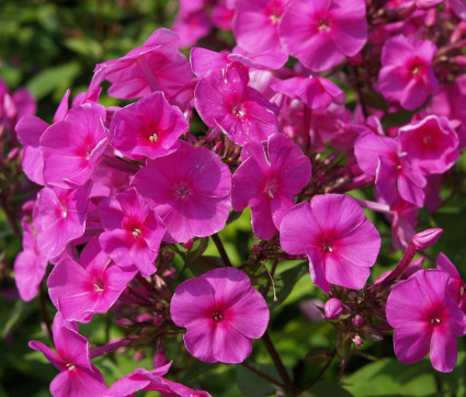 Phlox amplifolia 'Winnetou'