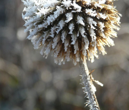 Echinops ritro 'Veitchs Blue'