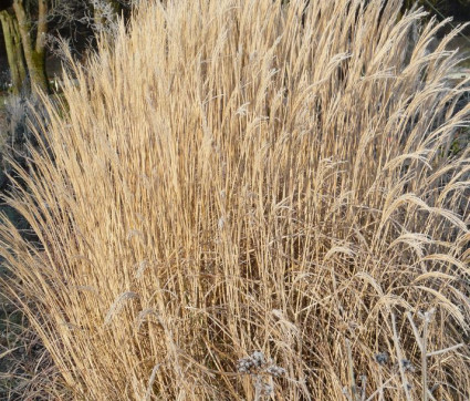 Miscanthus sinensis 'Yakushima Dwarf'