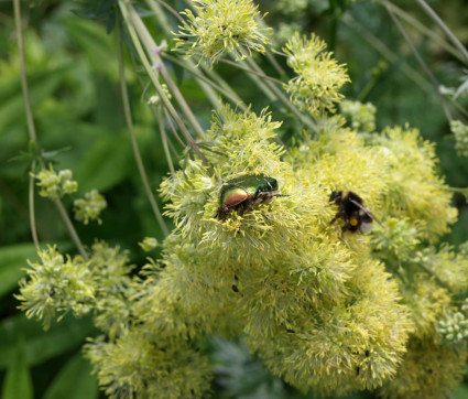 Rosenkäfer und Hummel