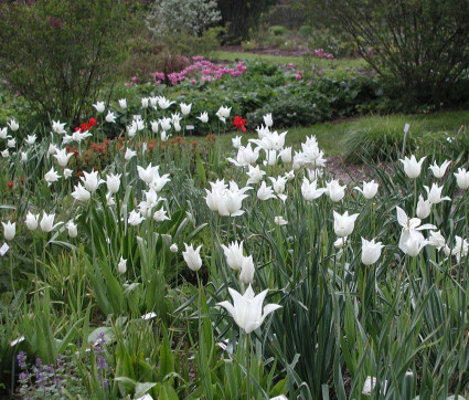 Tulipa 'White Triumphator'