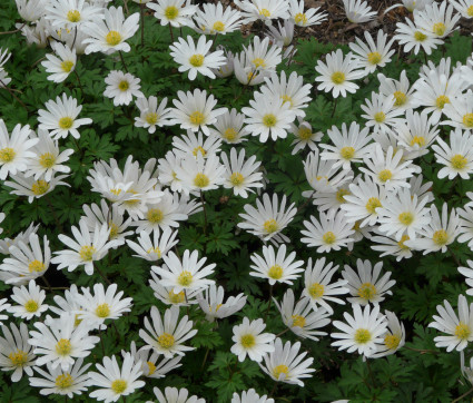 Anemone nemorosa – Busch-Windröschen