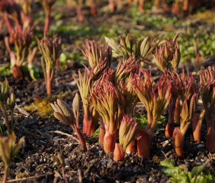 Paeonia officinalis: Austrieb