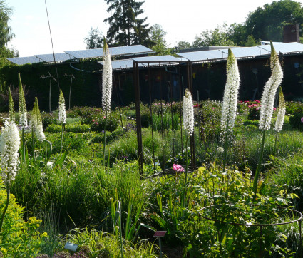 Eremurus himalaicus im Mutterpflanzengarten