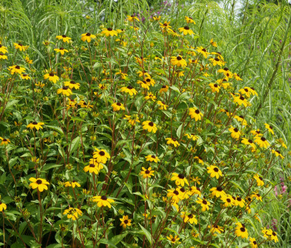 Rudbeckia triloba