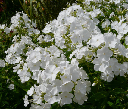 Phlox amplifolia 'David' – Großblatt-Phlox