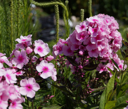 Phlox paniculata 'Bright Eyes'