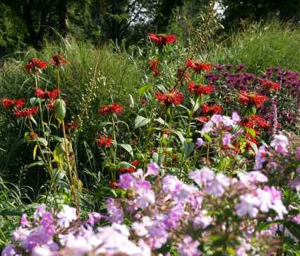 Monarda Stimmung