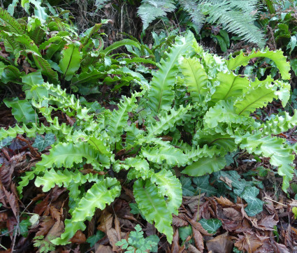Asplenium scolopendrium 'Crispa'