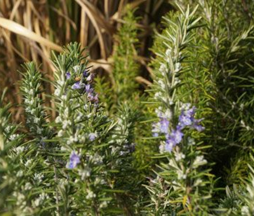 Rosmarinus officinalis Rosmarinus officinalis