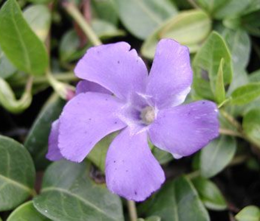 Vinca minor Vinca minor
