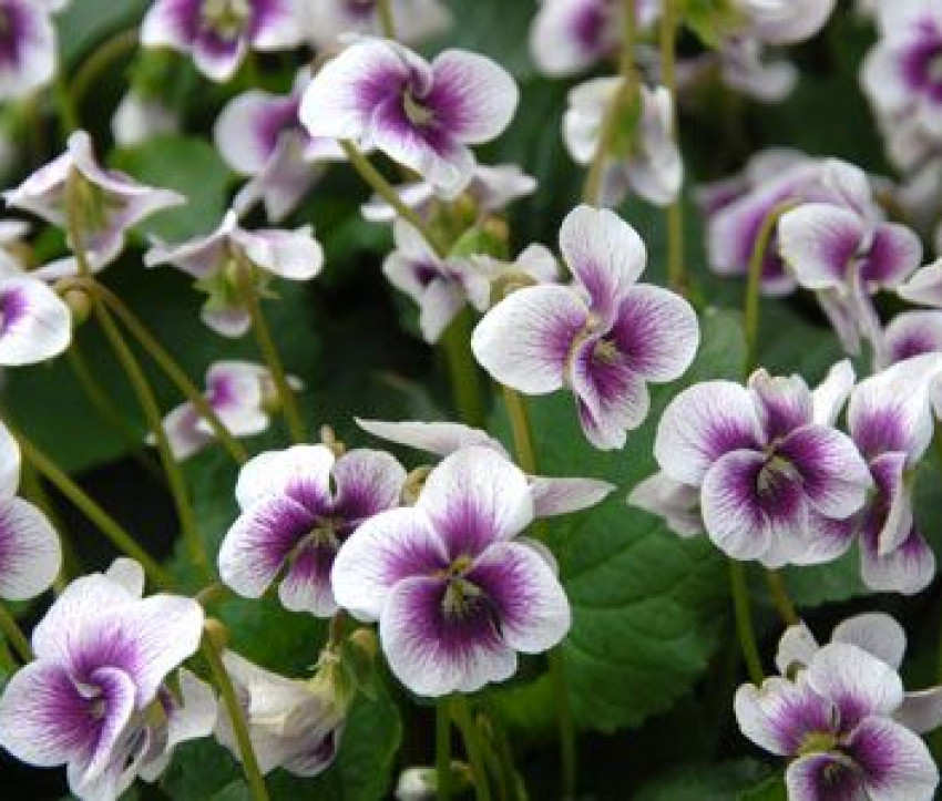 Viola Hybride 'Alice Witter' Viola Hybride 'Alice Witter'