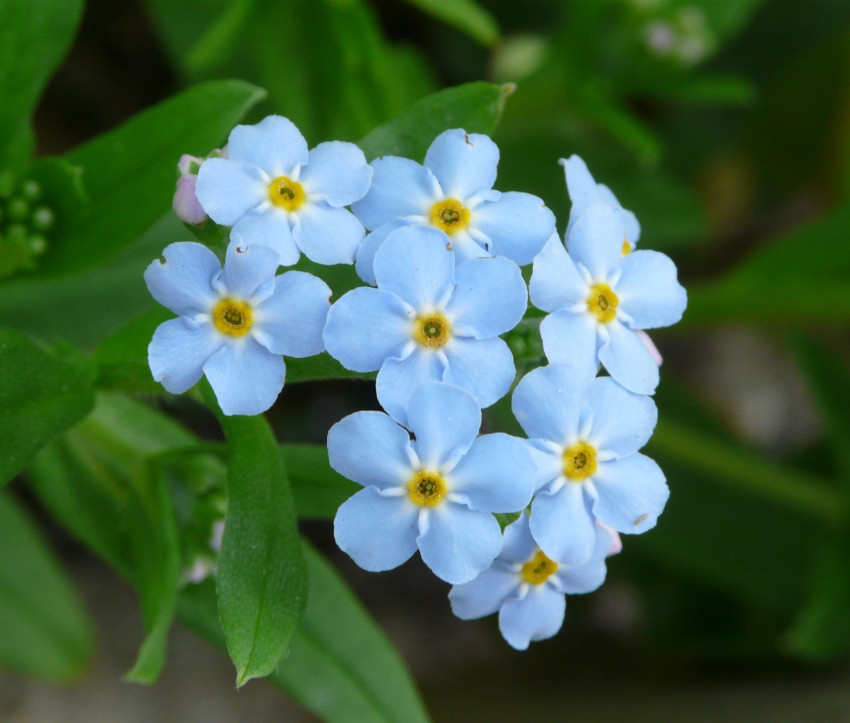 Myosotis palustris Myosotis palustris