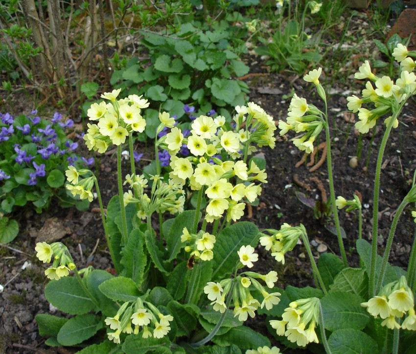 Primula elatior Primula elatior