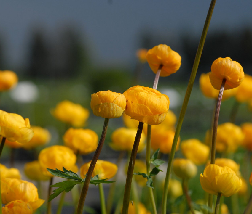 Trollius x cultorum 'Orange Globe'