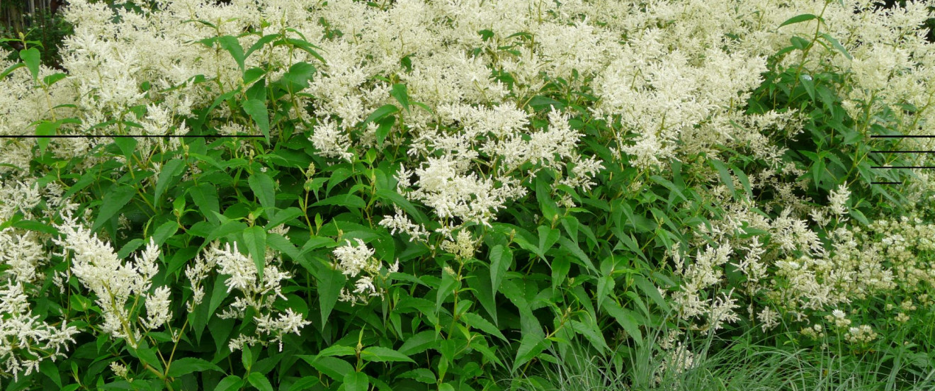 Polygonum polymorphum