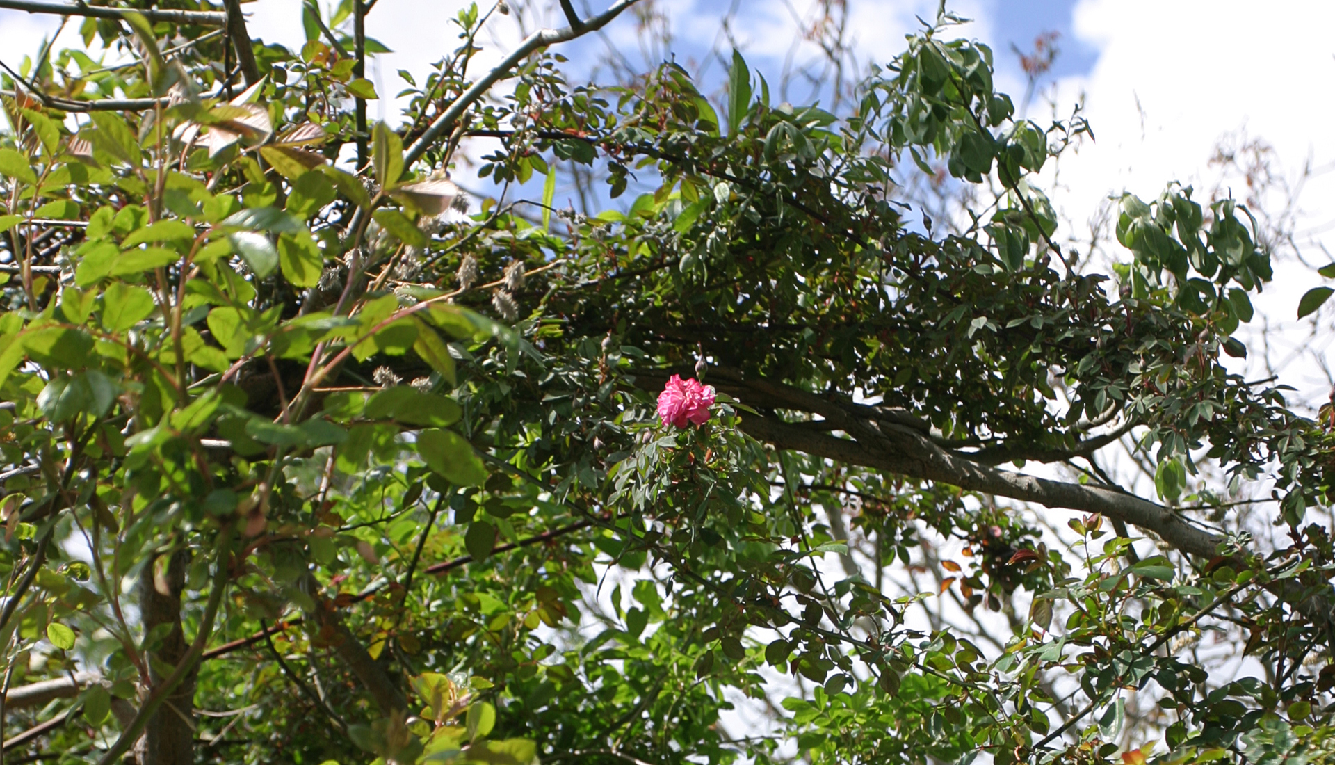 Rosa inermis 'Morletti'