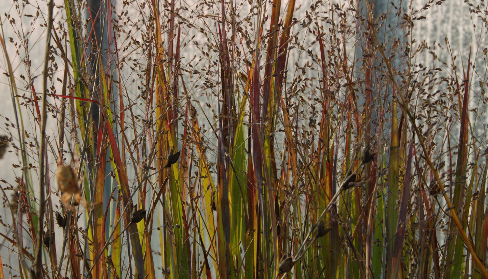 Panicum virgatum 'Heavy Metal'